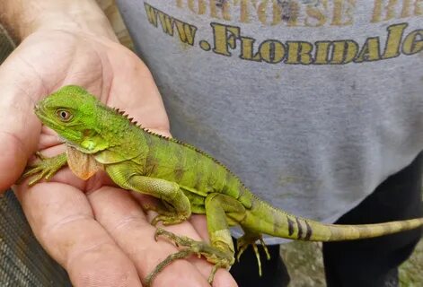Photos of Iguanas Archived - St Maarten - Florida Iguana & T