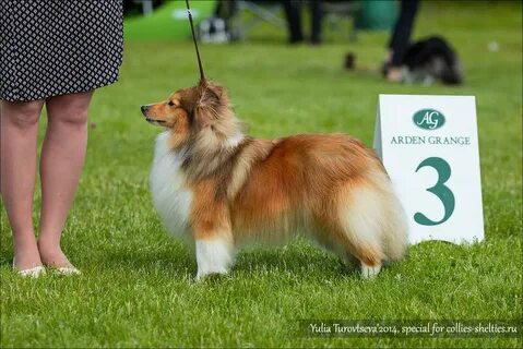 laurendel shelties Online Shopping