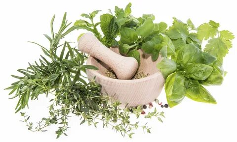 What is Herbal Medicine? Health Beat Herbal medicine, Herbs,
