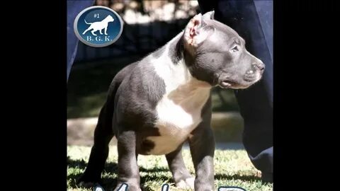 pitbull puppies for sale, The largest bully blue pitbull, BG