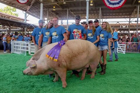 Captain' claims Big Boar title at Iowa State Fair National H
