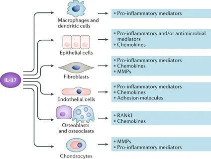 Systemic effects of IL-17 in inflammatory arthritis Nature R