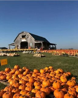 It's pumpkin patch time in Kentucky! Pumpkins for days at Tw