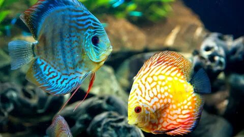 Fish Wallpaper (40 Wallpapers) - Adorable Wallpapers MAR Пос