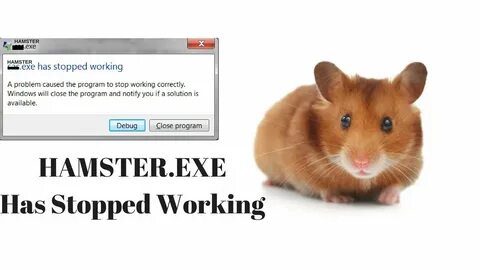 Hamstersexe