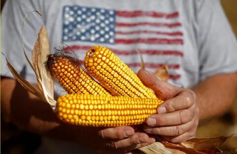 Corn futures drop 6% on larger supply in latest speculative 