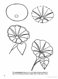 How to Draw Flowers Flower drawing, Colorful drawings, Drawi