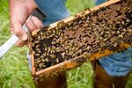 honey - BeeWeaver Honey Farm