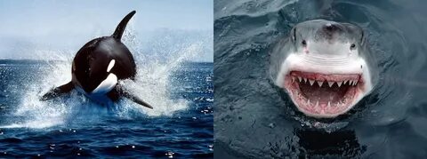 Orca Whale Vs Shark Related Keywords & Suggestions - Orca Wh