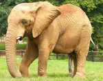 Datei:Elephant penis.jpg - Kamelopedia