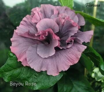 Bayou Rose : Гибискусы Цветы гибискуса, Гибискус, Тропически