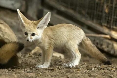 Cute Fennec Fox ! Visit us at www.foxandbunny.siterubix.com 