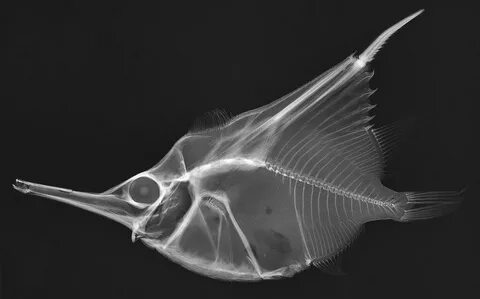 X-ray Vision: рыбы наизнанку - В блог - ЖЖ