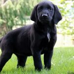 Kennel Free Puppies For Sale - Sell Puppy At Kennel Free Pup