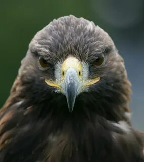 Martin Grace Photography Golden eagle (Aquila chrysaetos)