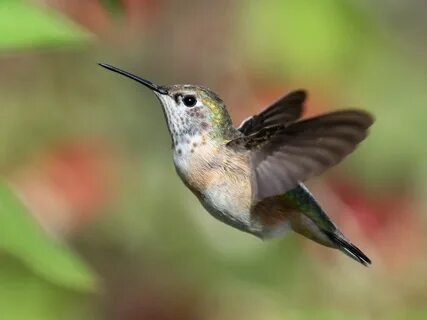 Calliope hummingbird - Google Search Hummingbird photos, Hum