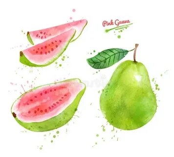Guava Slices Stock Illustrations - 75 Guava Slices Stock Ill