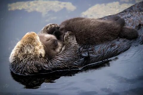 Day Old Otter Pup Falls Asleep On Its Floating Mother's Bell