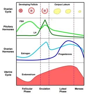 Gallery of progesterone ovulation and bbt charting early - h