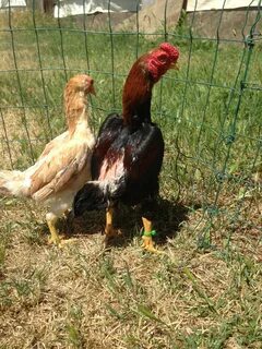 Game Roosters For Sale Near Me - GIA