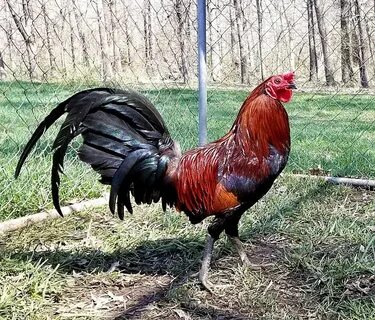 Rat Graves Leiper Game fowl, Rooster breeds, Birds for sale