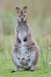 Wallaby wallpapers, Animal, HQ Wallaby pictures 4K Wallpaper