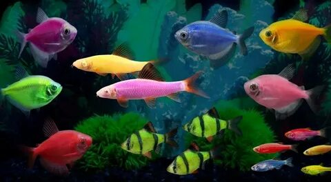 Светящиеся флуоресцентные рыбки ГлоФиш-GloFish