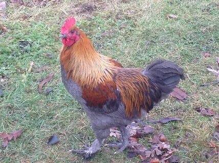 Our Blue Copper Maran rooster. So beautiful!