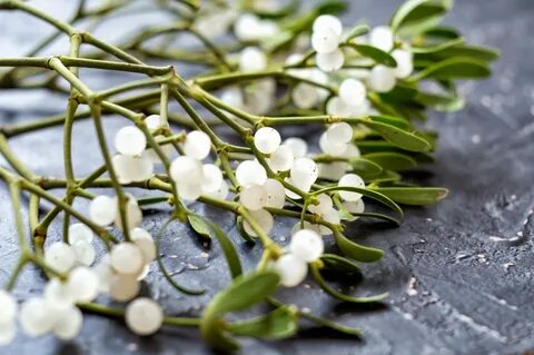 Mistletoe - famous for stolen holiday kisses - is a parasite