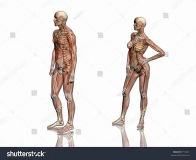 Anatomically Correct Medical Model Human Body: стоковая иллю