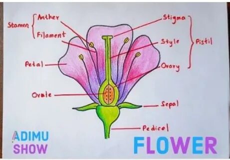 What do you understand by flower ? Draw labelled diagram of 