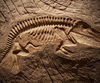 Fossil Facts for Kids (All You Need to Know!