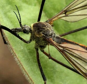 Crane flies resemble over-sized mosquitoes - Naturally North