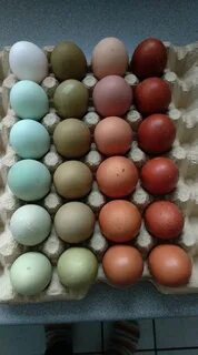 Цвет скорлупы у яиц и их генетика Генетика и селекция кур фо