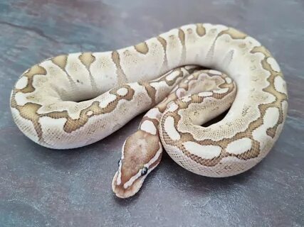 Bamboo Ball Python Morph: Facts, Appearance, Pictures, & Car