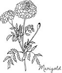 "Botanical Flower Drawing: Marigold" by AshHaycraft94 Redbub