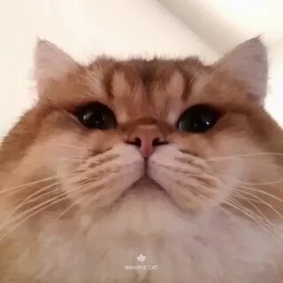 Facetime Cat Video Call Meme - Esclavodetusvesos