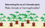 Hermie Male Weed Plant Buds - Draw-u