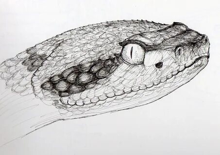 Rattlesnake Head Drawing at PaintingValley.com Explore colle