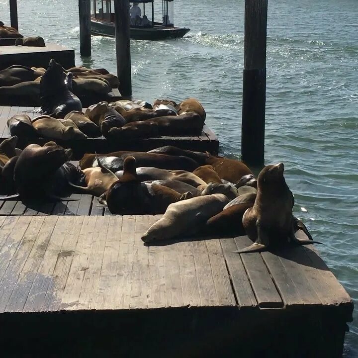 Viacheslav Beiker on Instagram: "Sea lion #sealion #pier39 #sanfrancis...