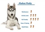 Alaskan Husky: Your Guide to Best Care.