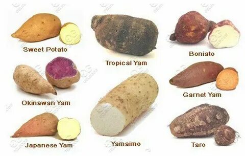 Yam Washing Machine Sweet potato, Yams, Potatoes