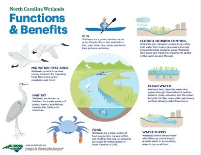 functions of wetland : North Carolina Wetlands