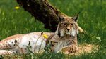 Lynx Wallpapers for Android - APK Download