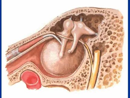 Auditory and balance apparatus - ppt video online download