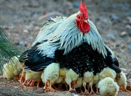 Курица, Домашняя курица, Фото курицы, Сколько курица, Chicke