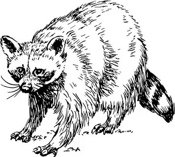 OnlineLabels Clip Art - Raccoon