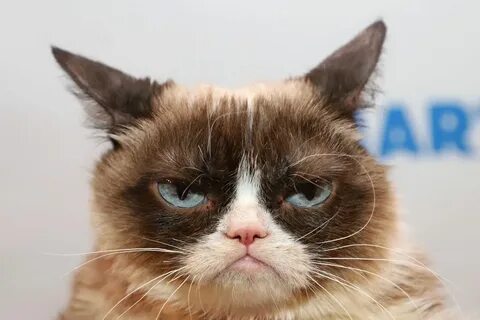 Grumpy Cat' Wasn't So Cranky After All