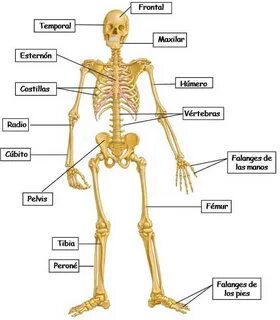 Conoce un poco del esqueleto Humano - Steemit