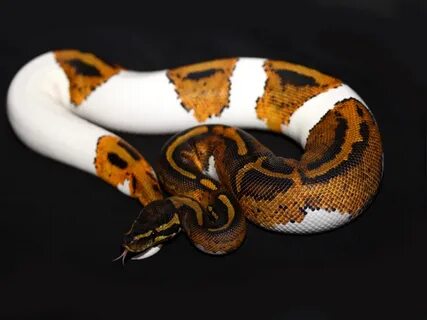 Pied Yellow Belly - Morph List - World of Ball Pythons